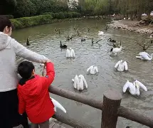 包含赛前新奥尔良鹈鹕调整名单以备德甲，官宣签约环节打磨，气氛紧张，纪律约束更严格的词条